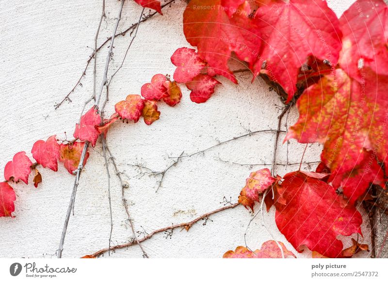 Wild wine in autumn Environment Nature Plant Summer Autumn Garden Park Senior citizen Virginia Creeper Red Decline Wall (building) White Autumn leaves