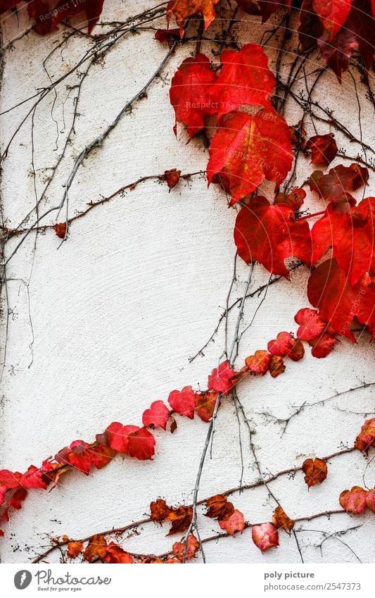 Wild Wine Environment Nature Landscape Plant Summer Autumn Climate change Beautiful weather Past Transience Future Virginia Creeper Red Wall (building) White