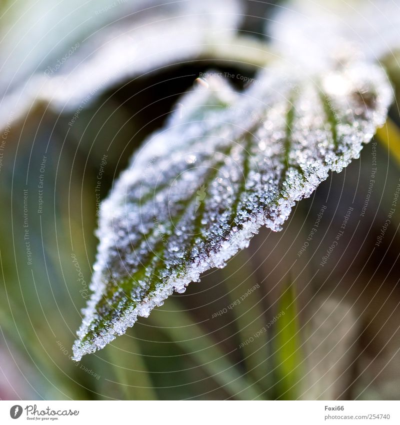 caught cold Nature Autumn Fog Ice Frost Plant Leaf Foliage plant Wild plant Stinging nettle Garden Field Cold Natural Yellow Green White Esthetic Loneliness