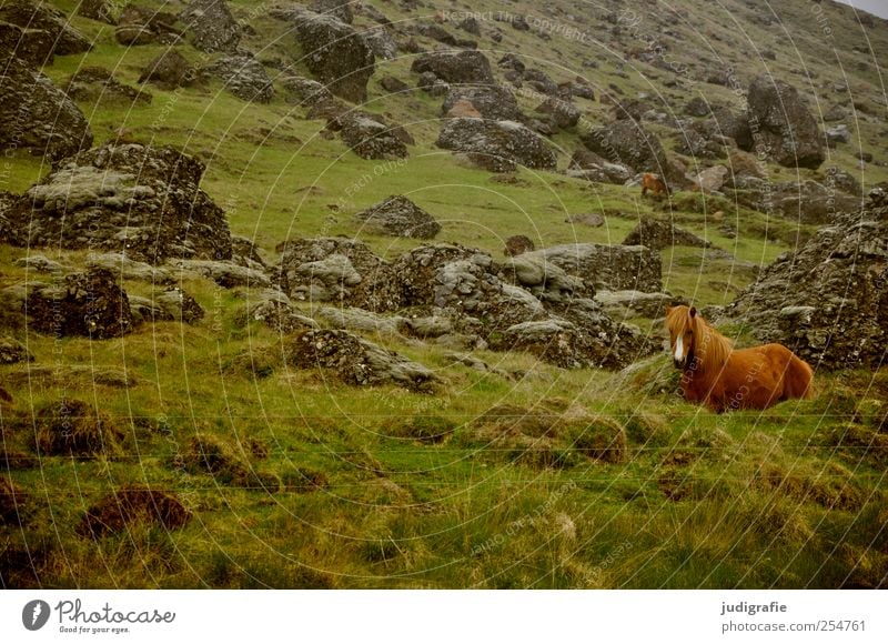 Iceland Environment Nature Landscape Plant Animal Elements Grass Hill Rock Mountain Farm animal Horse Iceland Pony 1 Natural Wild Colour photo Exterior shot