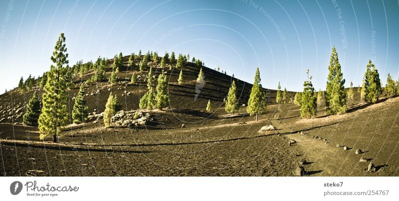 black forest Nature Cloudless sky Hill Rock Volcano Lanes & trails Blue Green Black Surrealism Tenerife Stone pine Gravel Colour photo Exterior shot Deserted