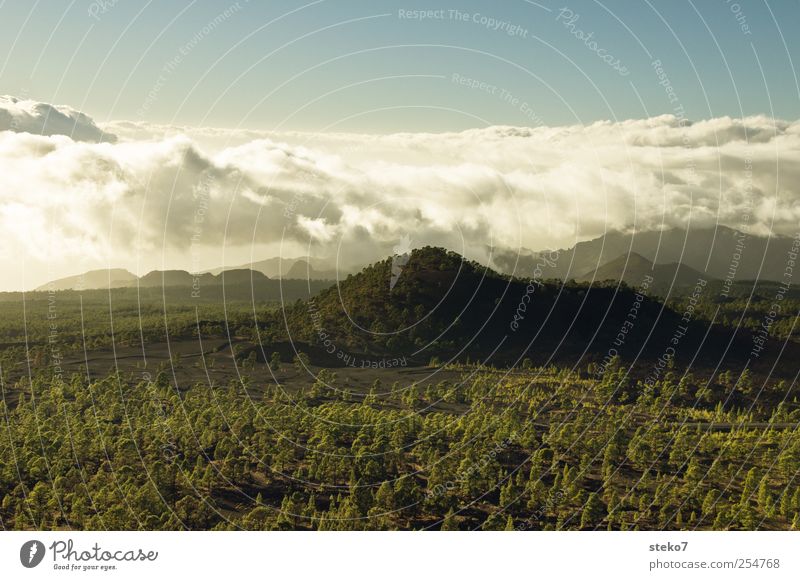 cloud mountain Landscape Clouds Forest Hill Peak Blue Brown Green Far-off places Horizon Stone pine Colour photo Exterior shot Deserted Copy Space top Day