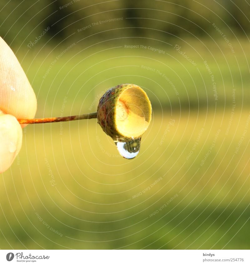 Goblet of Life Fingers Nature Drops of water Sunlight Summer Beautiful weather Meadow To hold on Esthetic Small Cute Positive Clean Yellow Green Pure Seed head