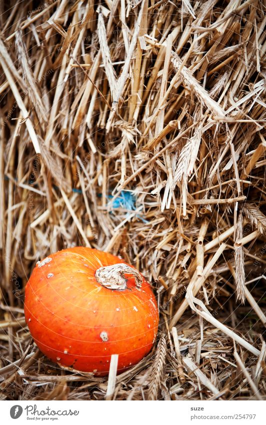 stooge Food Vegetable Organic produce Vegetarian diet Decoration Feasts & Celebrations Hallowe'en Autumn Small Natural Cute Round Orange Pumpkin Straw