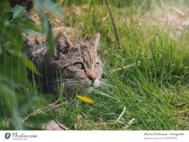 Lurking Wildcat Nature Animal Sun Sunlight Beautiful weather Flower Grass Forest Wild animal Cat Animal face Pelt Wild cat Eyes 1 Observe Catch To feed Lie