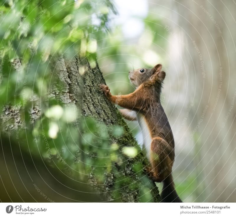 towards the sun Nature Animal Sun Sunlight Beautiful weather Tree Leaf Forest Wild animal Animal face Pelt Claw Paw Squirrel 1 Glittering Hang Illuminate