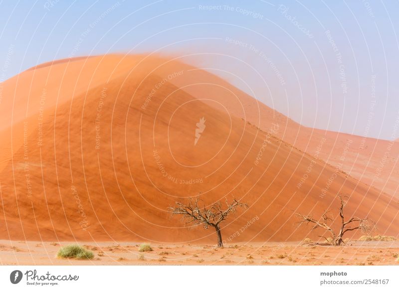 Dead trees at the foot of a sand dune Vacation & Travel Tourism Trip Adventure Far-off places Safari Environment Nature Landscape Climate Climate change Weather