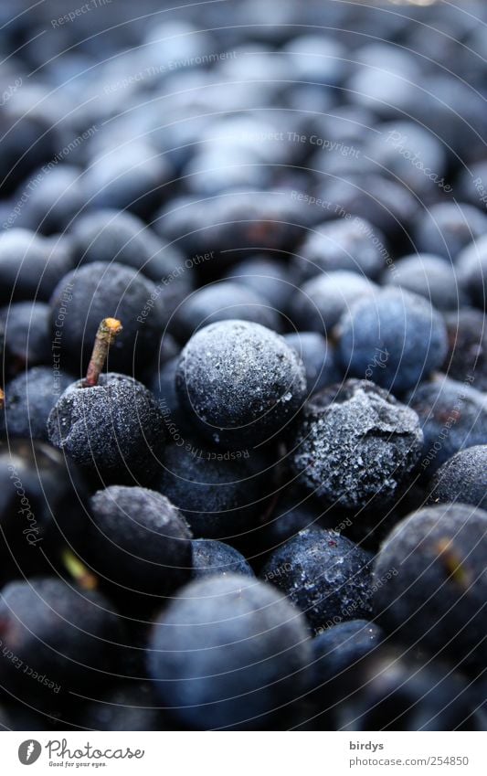 Frozen sloe harvest Fruit Freeze Fragrance Fresh Round Sour Blue Cold Nature Berries Sloe Harvest Supply Food Many Stalk Colour photo Subdued colour