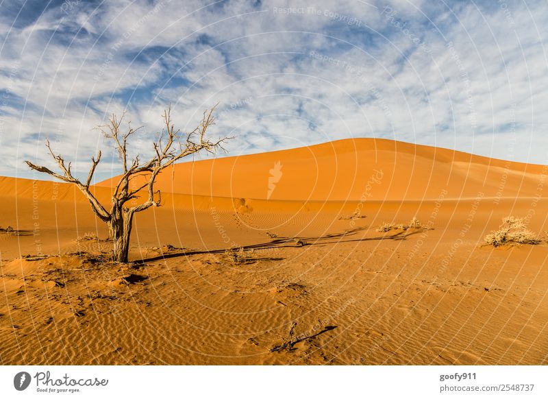 Sossusvlei/Namibia Vacation & Travel Tourism Trip Adventure Far-off places Sun Environment Nature Landscape Earth Sand Sunlight Beautiful weather Warmth Drought