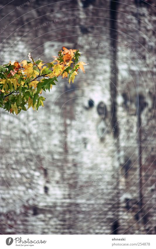 hello Autumn Tree Leaf Branch Twigs and branches Building Wall (barrier) Wall (building) Yellow Green Hope Life Colour photo Exterior shot Structures and shapes