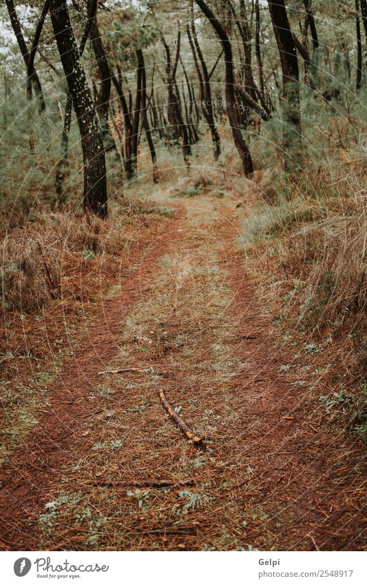 Beautiful path in the forest with fall leaves Vacation & Travel Environment Nature Landscape Plant Autumn Fog Tree Leaf Park Forest Street Lanes & trails Fresh