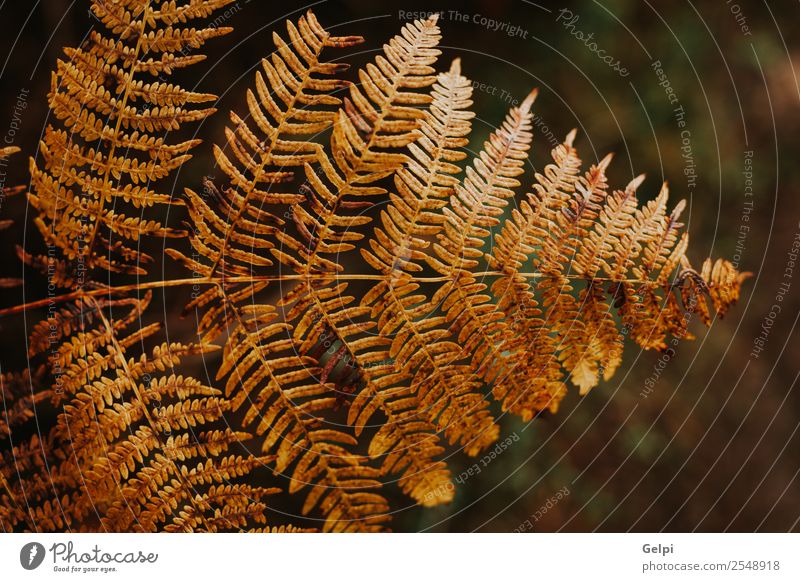 Brown leaf of fern in the nature on a dark background Beautiful Environment Nature Plant Autumn Tree Leaf Forest Bright Natural Wild Gold Black Colour Seasons