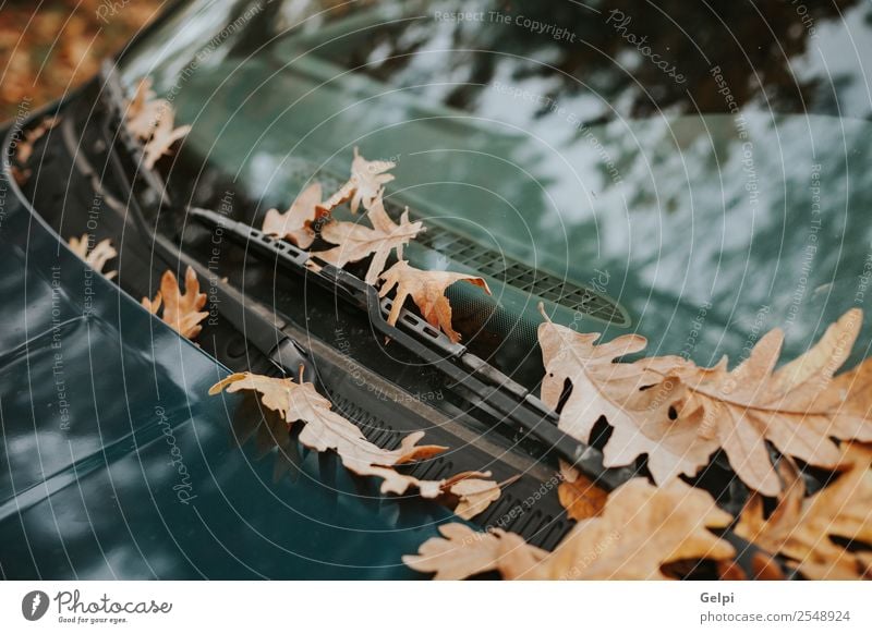 Windshield of a car full of fallen leaves in autumn Tourism Summer Garden Wallpaper Environment Nature Plant Autumn Tree Leaf Park Forest Street Highway Car