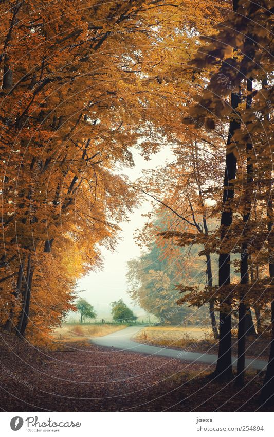 view Nature Landscape Sky Autumn Tree Field Street Brown Green White Calm Loneliness Idyll lifting mood Rural Colour photo Multicoloured Exterior shot Deserted