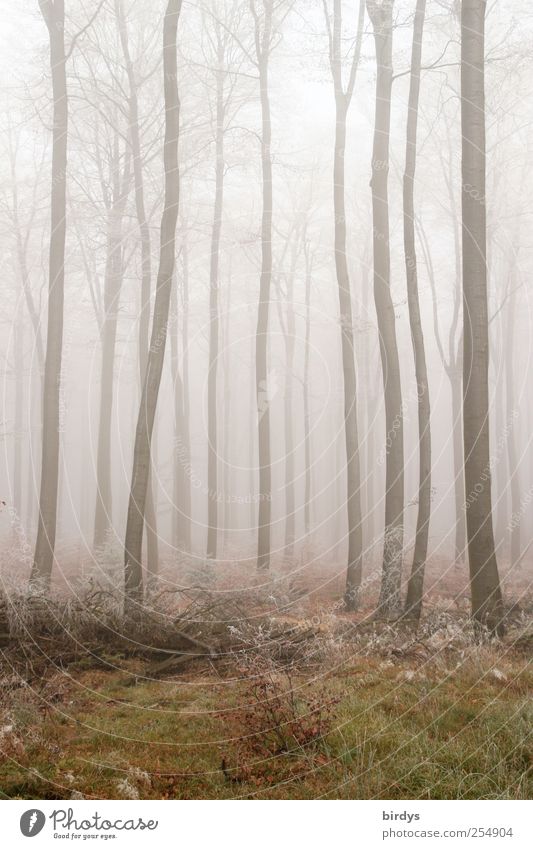 Curvaceous Nature Plant Autumn Weather Fog Forest Exceptional Creepy Loneliness Surrealism Change Hazy Beech wood Bleak Tree trunk Warped Fantastic Spooky