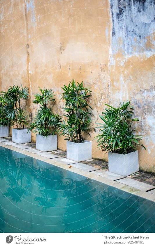 Plants at the pool Green Turquoise White Pattern Structures and shapes Background picture Wall (barrier) Swimming pool Water Wall (building) Colour photo