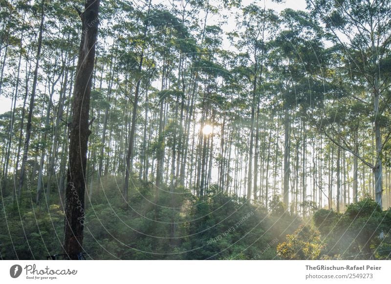 Forest atmosphere Nature Green White Tree Light Shadow Moody Sunlight Sunbeam Sri Lanka Haze Colour photo Exterior shot Deserted Morning Dawn Panorama (View)