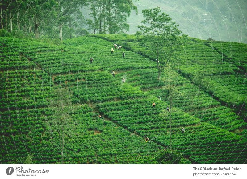 tea plantation Nature Landscape Green Tea Tea plantation Plow Collection Harvest Sri Lanka Idyll Beautiful Esthetic Tree Tourism Colour photo Exterior shot