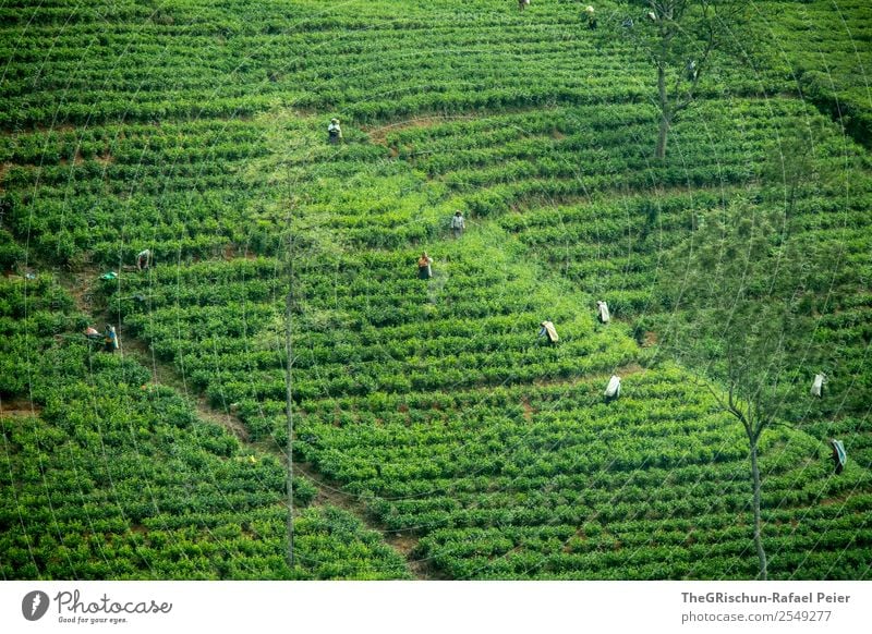 tea plantation Nature Landscape Green Tea plantation Harvest Logistics Tourism Sri Lanka Work and employment Exterior shot Effort Hill Field Plant Colour photo