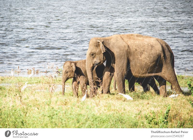 Mama - Love Animal 2 Baby animal Animal family Brown Green Elephant Baby elefant Trunk Lake Sri Lanka Nature reserve Safari Travel photography Vacation & Travel