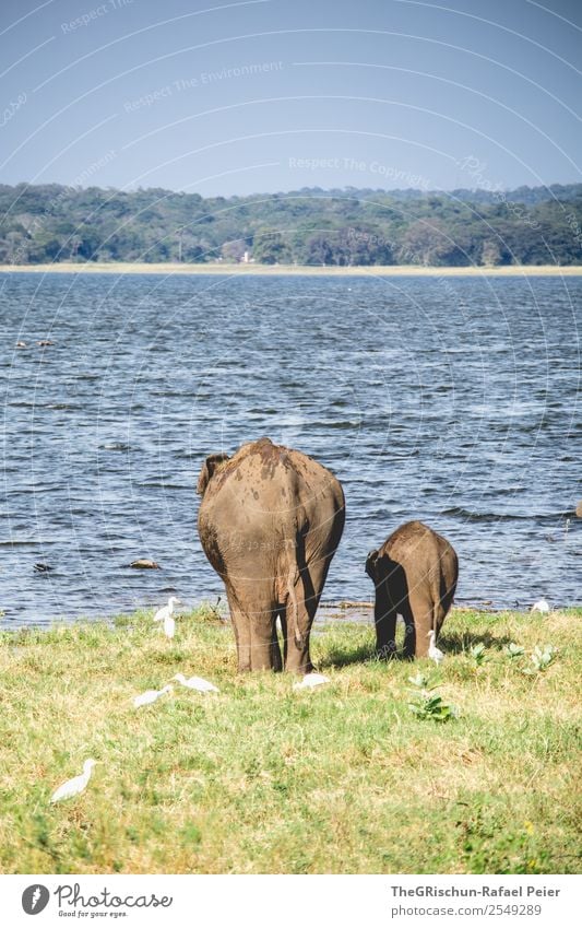 Mama - Love II 2 Animal Baby animal Animal family Blue Brown Gray Elephant Baby elefant Tails Mother Together mother child Herd Sri Lanka Water Grass Safari