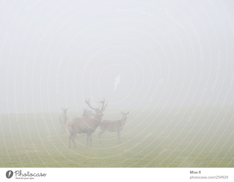 Where? Where? There, back there! Where? Where? Well daaaaa! Woooo? Autumn Bad weather Fog Field Animal Wild animal Group of animals Herd Gray Deer Antlers