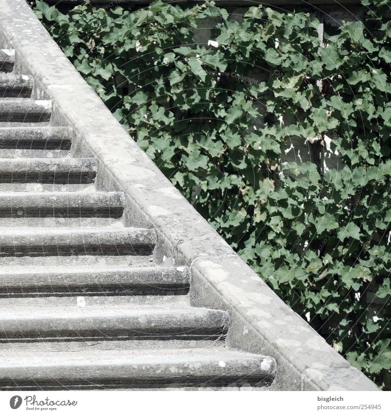 OPPOSITE Plant Leaf Foliage plant Garden Park Stairs Stone Concrete Gray Green Advancement Growth Change Converse Colour photo Subdued colour Exterior shot