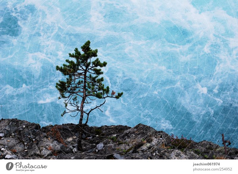 Tree in front of water wall Nature Elements Water Summer Bushes Foliage plant Wild plant Rock Canyon Waves River bank Brook Stone Wet Blue Gray Black