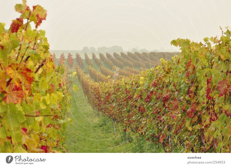 SÜW Environment Nature Landscape Sky Horizon Autumn Climate Field Green Idyll Perspective Agriculture Vineyard Manmade landscape Wine growing Vine leaf