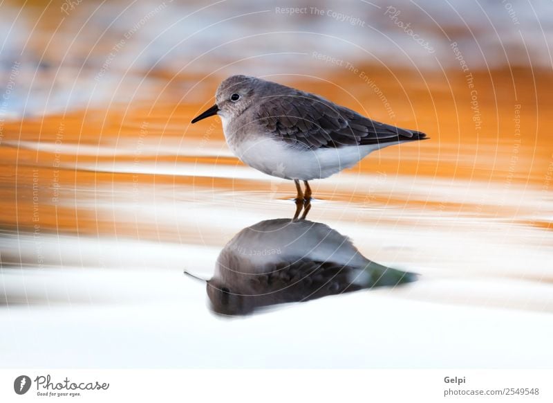 bird Eating Drinking Beach Ocean Mirror Nature Animal Sand Coast Bird Wing Feeding Stand Natural Wild Brown Gray White Ornithology Sea bird wildlife orange