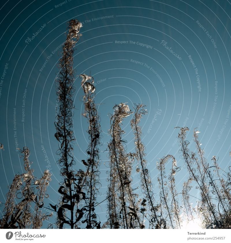 Chamansülz | against.wind Plant Nature Tall Exterior shot Far-off places Large Sky Blue Turquoise Cloudless sky Ant Perspective Effortless Spiral Muddled Jinxed