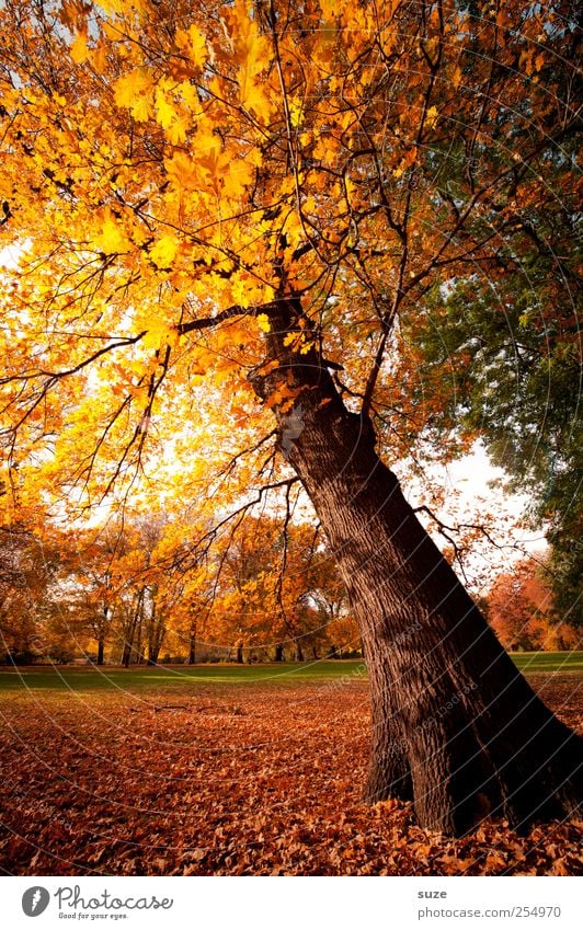 wish tree Environment Nature Landscape Sky Autumn Climate Weather Beautiful weather Tree Park Meadow Yellow Gold Autumnal Early fall Autumn leaves October