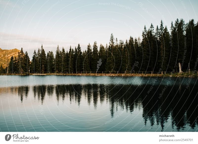 Reflection of trees Trip Freedom Hiking Closing time Environment Nature Landscape Plant Animal Water Sky Sunrise Sunset Climate Climate change Weather