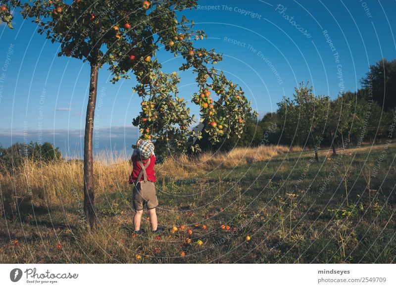 Little boy in leather pants picks apples Joy Playing Summer Garden Human being Masculine Boy (child) Infancy 1 1 - 3 years Toddler Nature Plant Grass Apple tree