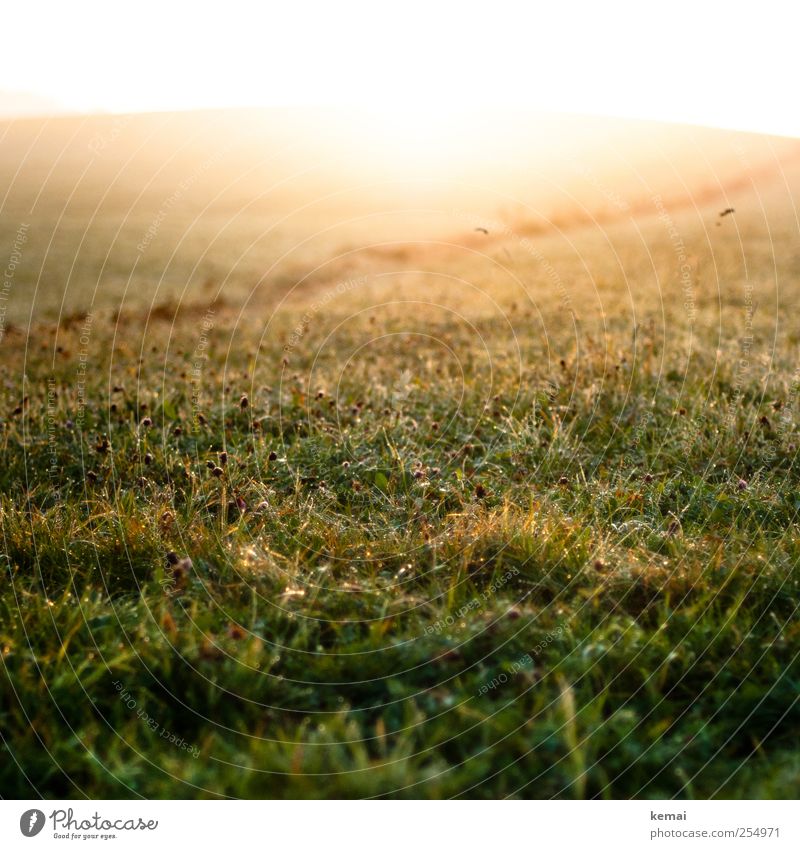 morning light Environment Nature Landscape Plant Sun Sunrise Sunset Sunlight Autumn Beautiful weather Flower Grass Blossom Foliage plant Wild plant Meadow Hill