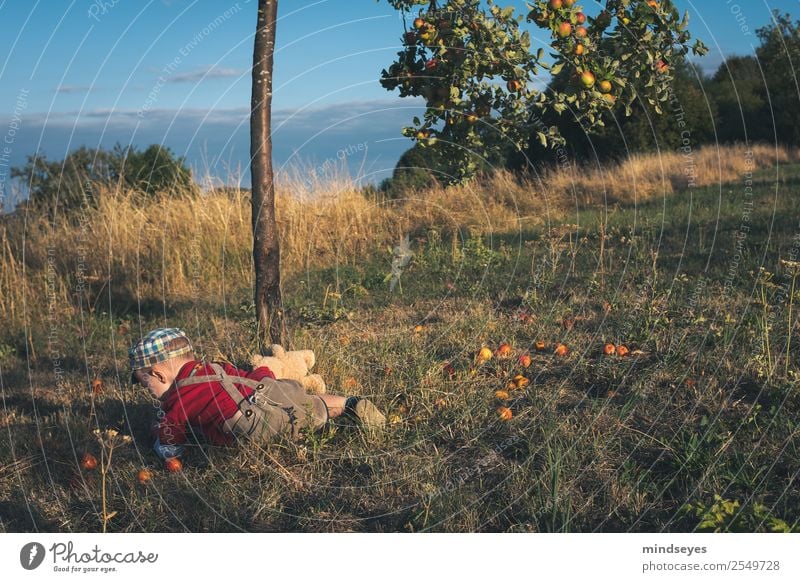 Little boy in lederhosen lies in a meadow Boy (child) Infancy 1 Human being 1 - 3 years Toddler Nature Plant Apple tree Garden Leather shorts Cap To fall