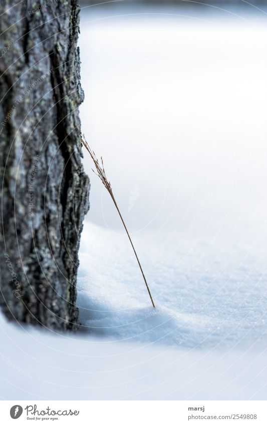 In need of support Nature Winter Ice Frost Snow Tree Grass Freeze Together Cold Natural Lean Intimacy Near Tree bark Dry Colour photo Subdued colour