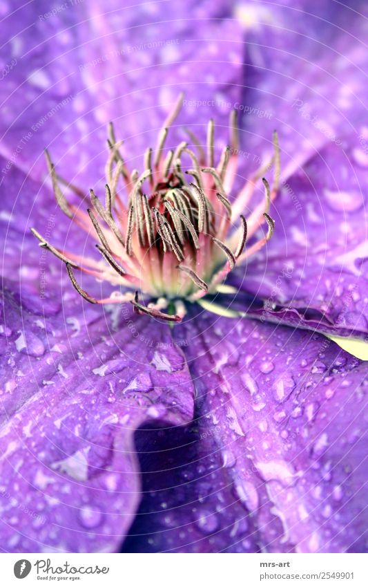 Clematis - Clematis Fragrance Summer Sun Garden Nature Rain Thunder and lightning Flower Grass Blossom Violet buds Stamp colored raindrops flowers sunshine