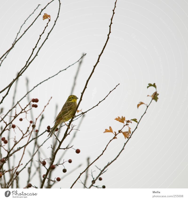 bird autumn Environment Nature Plant Animal Autumn Winter Tree Bushes Branch Bird 1 Crouch Looking Sit Small Natural Cute Gloomy Gray Colour photo Exterior shot