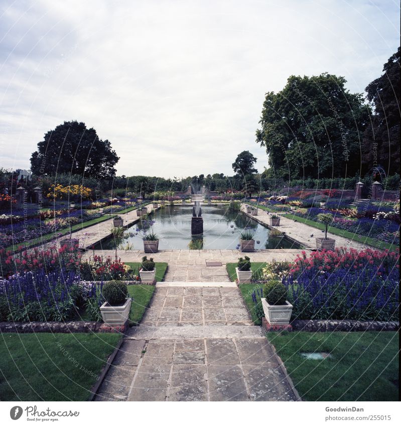 Kensington Gardens. Environment Nature Plant Sunlight Spring Weather Beautiful weather Grass Bushes Rose Tulip Blossom Park Elegant Large Colour photo