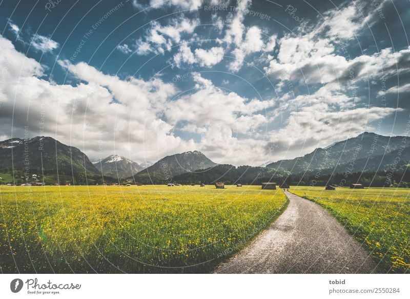 Flower meadow in Allgäu Nature Landscape Plant Sky Clouds Horizon Spring Summer Beautiful weather Grass Meadow Hill Alps Mountain Peak Snowcapped peak Hut