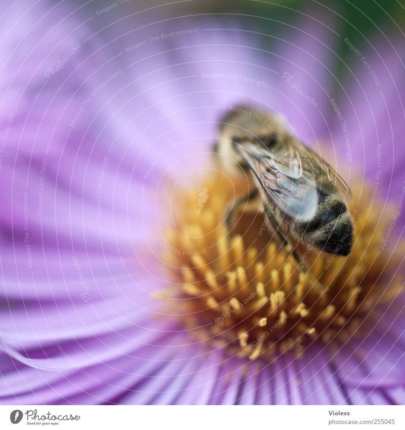 honeybee Nature Plant Animal Flower Blossom Bee Fragrance Near Hymenoptera chimme Striped Wing Margarites Macro (Extreme close-up) Colour photo Multicoloured