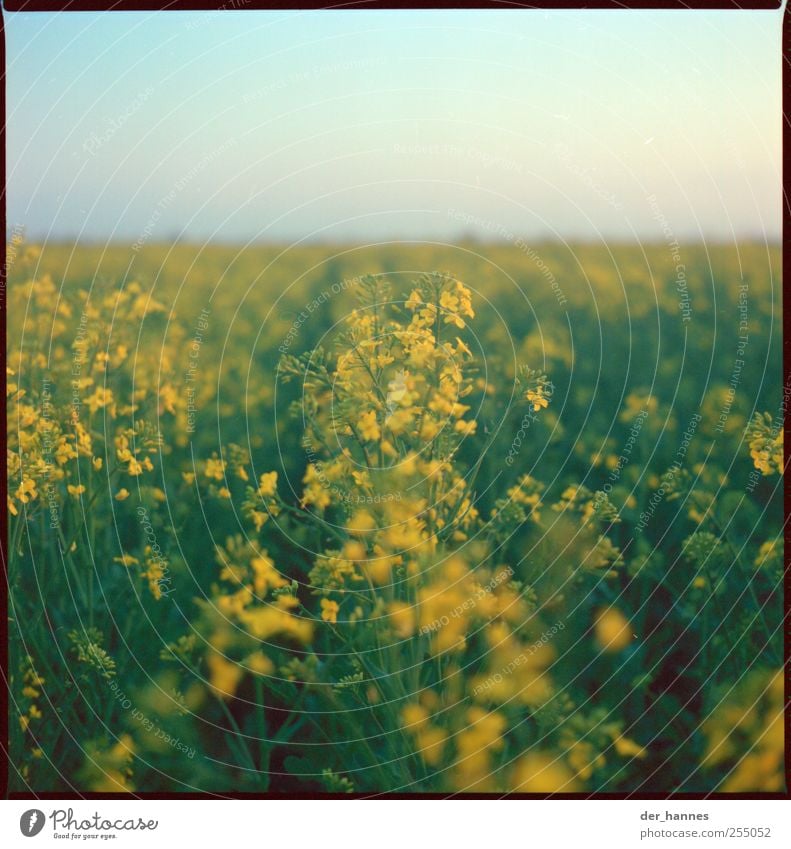 Tank times full Environment Nature Landscape Sky Cloudless sky Sun Summer Beautiful weather Plant Flower Blossom Agricultural crop Canola Field Growth Yellow