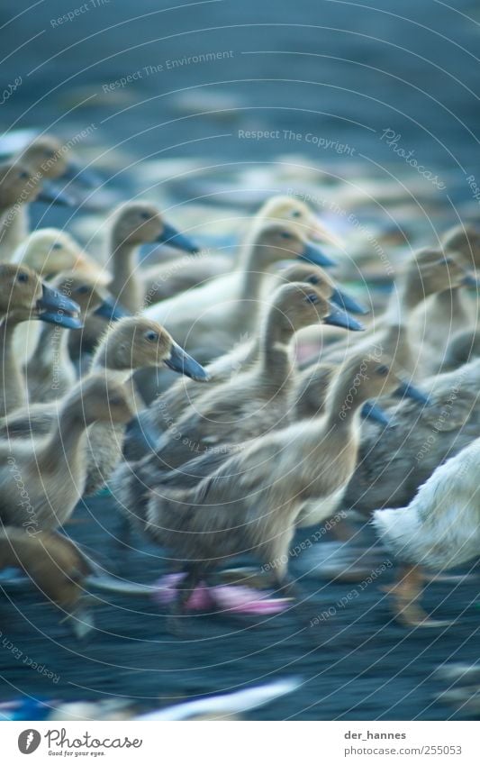 duckattack Coast Lakeside River bank Beach Ocean Bali Animal Farm animal Wing Duck Group of animals Flock Animal family Running Walking Speed Crazy Colour photo