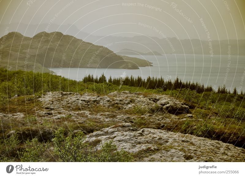 Iceland Environment Nature Landscape Animal Water Climate Hill Rock Mountain Lakeside Þingvallavatn Natural Wild Moody Colour photo Exterior shot Deserted Day