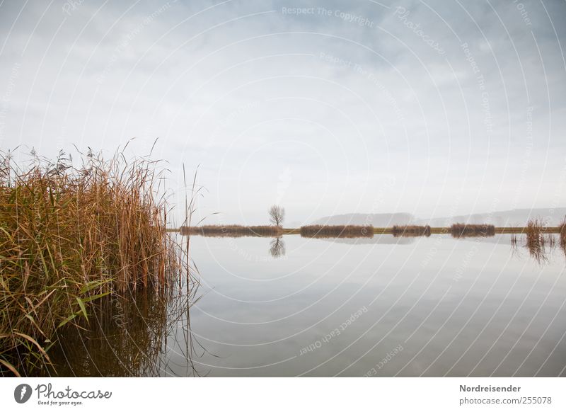 Autumn at the lake Relaxation Calm Meditation Nature Landscape Plant Water Sky Clouds Lake Natural Far-off places Autumnal weather Autumnal colours Common Reed