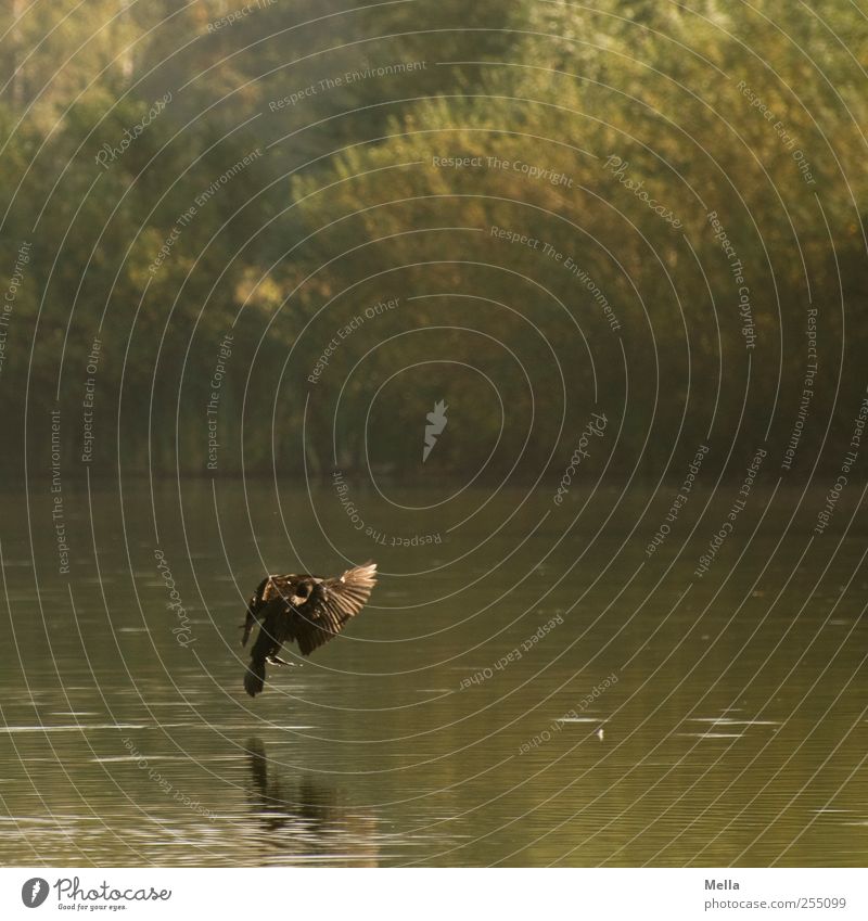 Brakes! Environment Nature Landscape Animal Water Pond Lake Bird Cormorant 1 Flying Natural Landing Colour photo Exterior shot Deserted Day