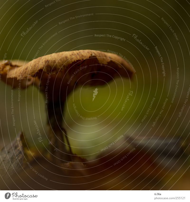 fruiting bodies Plant Animal Earth Autumn Mushroom Growth Wait Old Colour photo Subdued colour Close-up Macro (Extreme close-up) Deserted Shallow depth of field