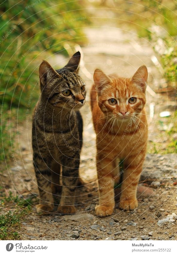 two cats Nature Plant Animal Sunrise Sunset Summer Beautiful weather Flower Grass Wild plant Garden Park Pet Cat 2 Adventure Elegant Energy Dream Infinity Lose