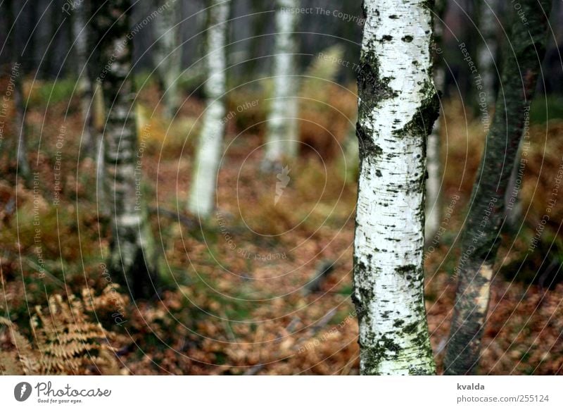 birch forest Environment Nature Plant Autumn Tree Fern Forest Hiking Brown White Adventure Freedom Tourism Far-off places Birch wood Birch tree To go for a walk